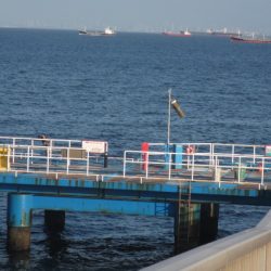 オリジナルメーカー海づり公園(市原市海づり施設) 釣果