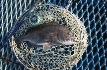 オリジナルメーカー海づり公園(市原市海づり…