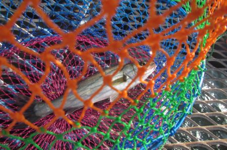 オリジナルメーカー海づり公園(市原市海づり施設) 釣果