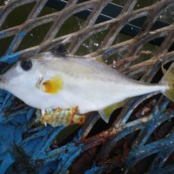 オリジナルメーカー海づり公園(市原市海づり施設) 釣果