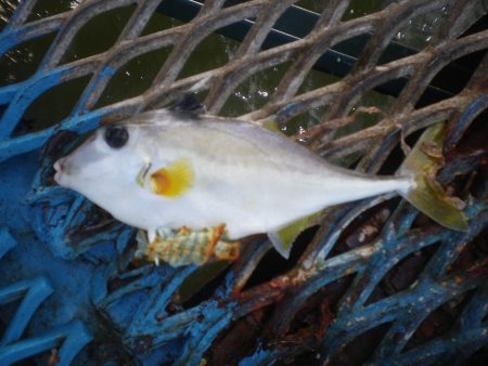 オリジナルメーカー海づり公園(市原市海づり施設) 釣果