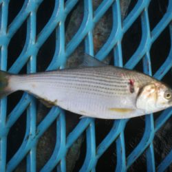 オリジナルメーカー海づり公園(市原市海づり施設) 釣果