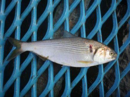 オリジナルメーカー海づり公園(市原市海づり施設) 釣果