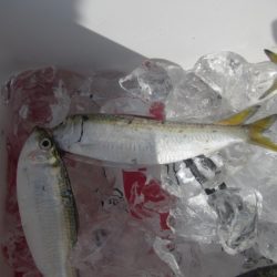 オリジナルメーカー海づり公園(市原市海づり施設) 釣果