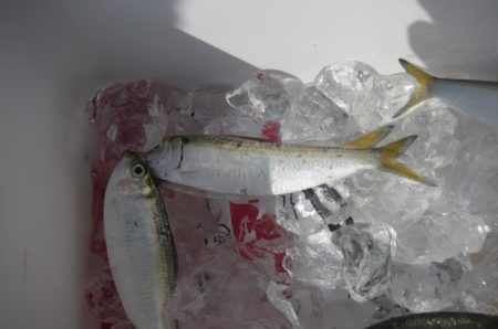 オリジナルメーカー海づり公園(市原市海づり施設) 釣果