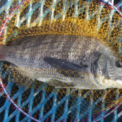 オリジナルメーカー海づり公園(市原市海づり施設) 釣果