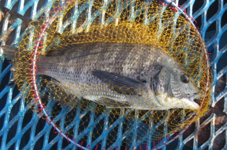 オリジナルメーカー海づり公園(市原市海づり…