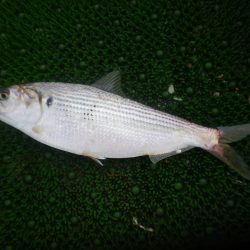 オリジナルメーカー海づり公園(市原市海づり施設) 釣果