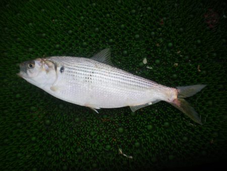 オリジナルメーカー海づり公園(市原市海づり施設) 釣果
