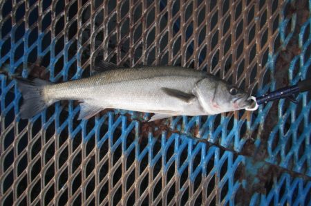 オリジナルメーカー海づり公園(市原市海づり…