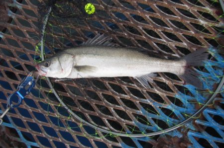 オリジナルメーカー海づり公園(市原市海づり施設) 釣果
