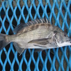 オリジナルメーカー海づり公園(市原市海づり施設) 釣果