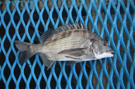 オリジナルメーカー海づり公園(市原市海づり施設) 釣果