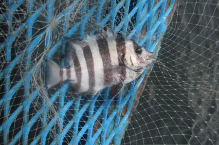 オリジナルメーカー海づり公園(市原市海づり施設) 釣果