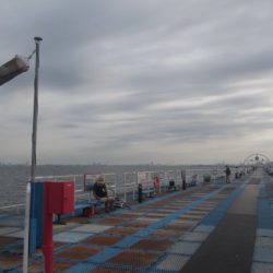 オリジナルメーカー海づり公園(市原市海づり施設) 釣果