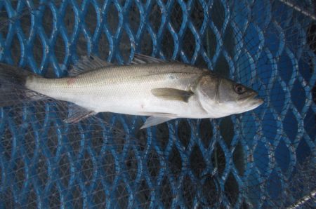 オリジナルメーカー海づり公園(市原市海づり施設) 釣果