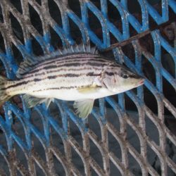 オリジナルメーカー海づり公園(市原市海づり施設) 釣果