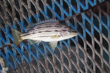オリジナルメーカー海づり公園(市原市海づり施設) 釣果