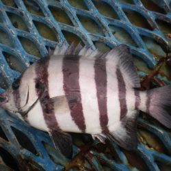 オリジナルメーカー海づり公園(市原市海づり施設) 釣果