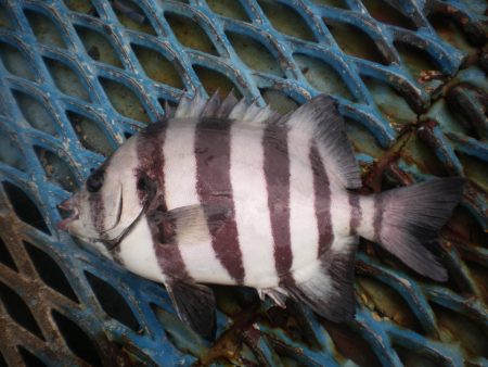 オリジナルメーカー海づり公園(市原市海づり…