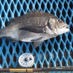 オリジナルメーカー海づり公園(市原市海づり施設) 釣果