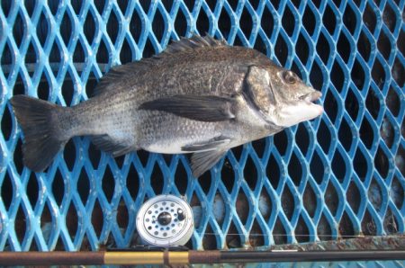 オリジナルメーカー海づり公園(市原市海づり施設) 釣果