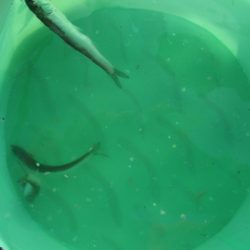 オリジナルメーカー海づり公園(市原市海づり施設) 釣果