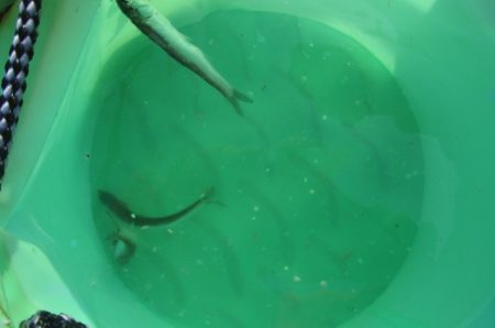 オリジナルメーカー海づり公園(市原市海づり施設) 釣果