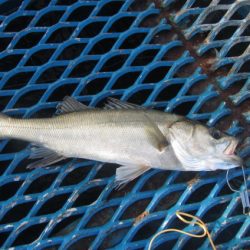 オリジナルメーカー海づり公園(市原市海づり施設) 釣果