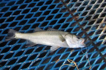 オリジナルメーカー海づり公園(市原市海づり…