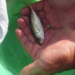 オリジナルメーカー海づり公園(市原市海づり施設) 釣果