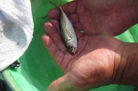 オリジナルメーカー海づり公園(市原市海づり施設) 釣果