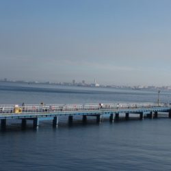 オリジナルメーカー海づり公園(市原市海づり施設) 釣果