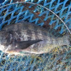 オリジナルメーカー海づり公園(市原市海づり施設) 釣果