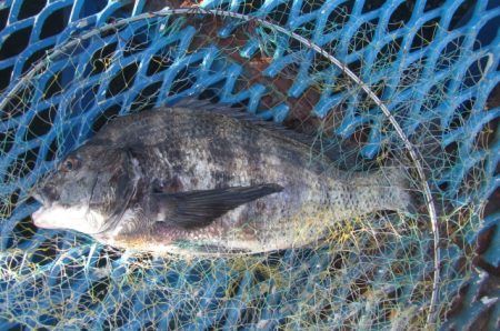 オリジナルメーカー海づり公園(市原市海づり…