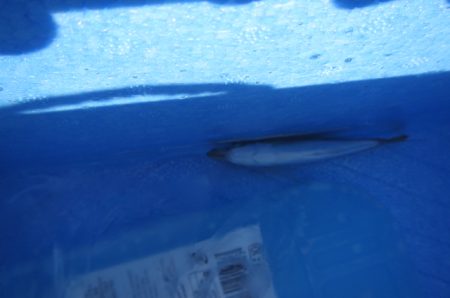 オリジナルメーカー海づり公園(市原市海づり施設) 釣果