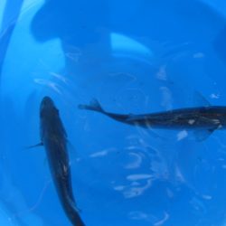 オリジナルメーカー海づり公園(市原市海づり施設) 釣果