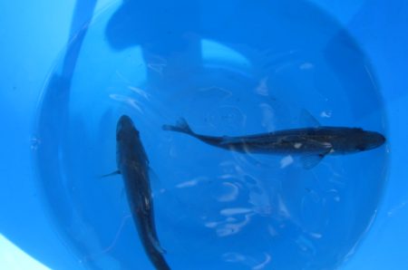 オリジナルメーカー海づり公園(市原市海づり施設) 釣果