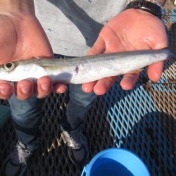 オリジナルメーカー海づり公園(市原市海づり施設) 釣果
