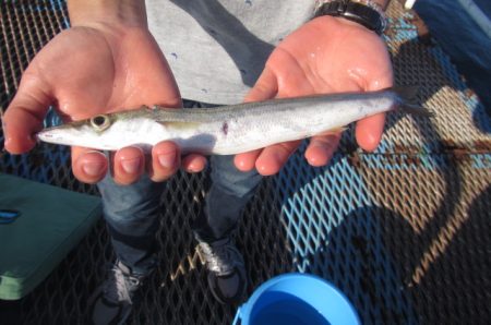 オリジナルメーカー海づり公園(市原市海づり施設) 釣果