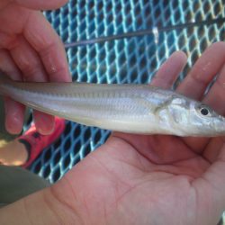 オリジナルメーカー海づり公園(市原市海づり施設) 釣果