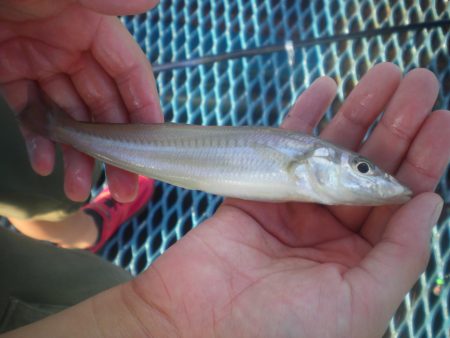 オリジナルメーカー海づり公園(市原市海づり施設) 釣果