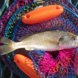 オリジナルメーカー海づり公園(市原市海づり施設) 釣果