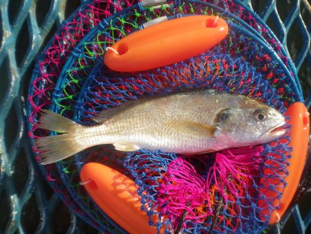 オリジナルメーカー海づり公園(市原市海づり施設) 釣果