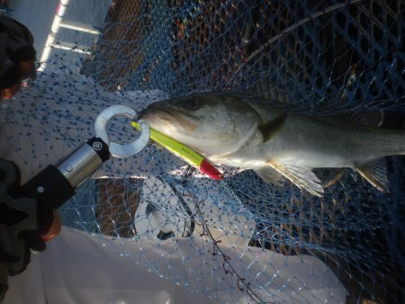 オリジナルメーカー海づり公園(市原市海づり施設) 釣果