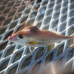 オリジナルメーカー海づり公園(市原市海づり施設) 釣果