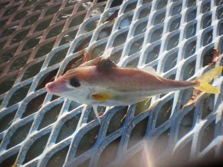 オリジナルメーカー海づり公園(市原市海づり施設) 釣果