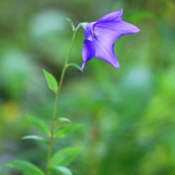 小菅トラウトガーデン 釣果