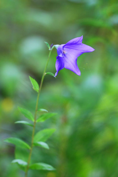 小菅トラウトガーデン 釣果