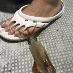 寿裕 （YOSHIHIRO） 釣果